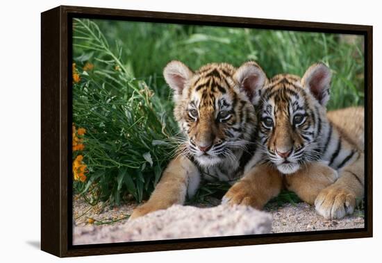 Two Siberian Tiger Cubs-W^ Perry Conway-Framed Premier Image Canvas