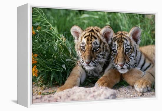 Two Siberian Tiger Cubs-W^ Perry Conway-Framed Premier Image Canvas