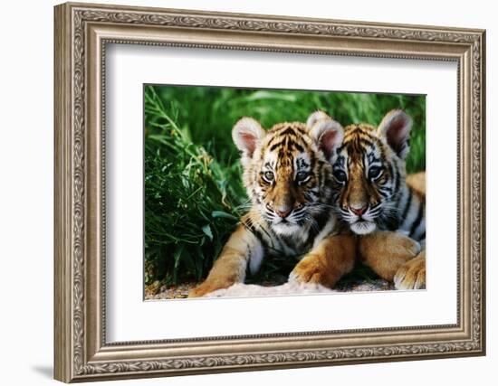 Two Siberian Tiger Cubs-W^ Perry Conway-Framed Photographic Print