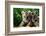 Two Siberian Tiger Cubs-W^ Perry Conway-Framed Photographic Print