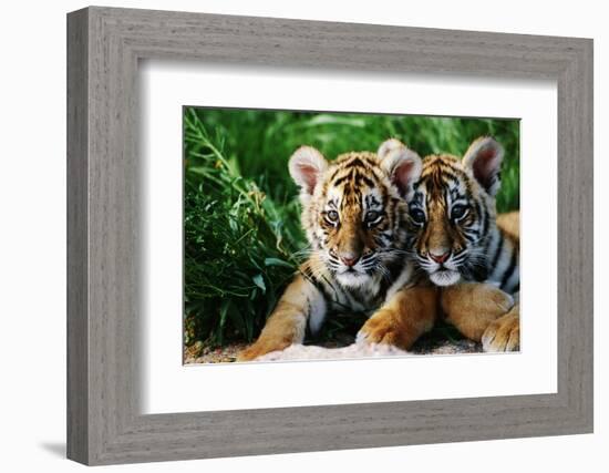 Two Siberian Tiger Cubs-W^ Perry Conway-Framed Photographic Print