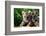 Two Siberian Tiger Cubs-W^ Perry Conway-Framed Photographic Print