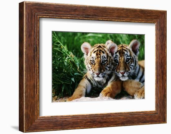 Two Siberian Tiger Cubs-W^ Perry Conway-Framed Photographic Print