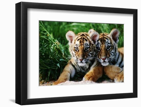 Two Siberian Tiger Cubs-W^ Perry Conway-Framed Photographic Print