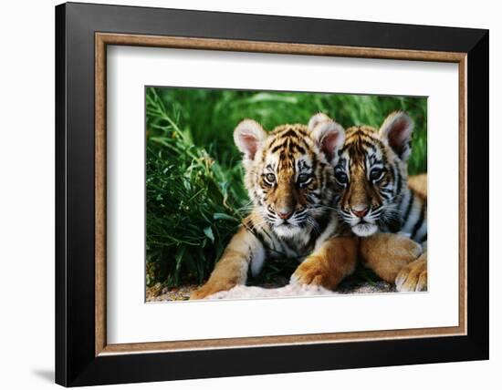 Two Siberian Tiger Cubs-W^ Perry Conway-Framed Photographic Print