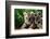 Two Siberian Tiger Cubs-W^ Perry Conway-Framed Photographic Print