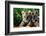 Two Siberian Tiger Cubs-W^ Perry Conway-Framed Photographic Print