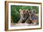 Two Siberian Tiger Cubs-W^ Perry Conway-Framed Photographic Print