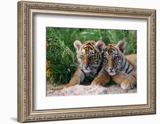 Two Siberian Tiger Cubs-W^ Perry Conway-Framed Photographic Print