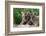 Two Siberian Tiger Cubs-W^ Perry Conway-Framed Photographic Print