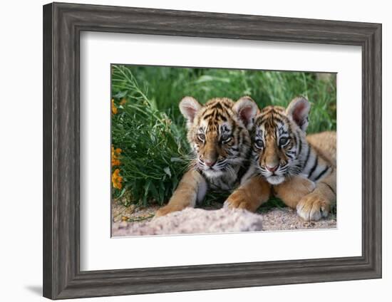 Two Siberian Tiger Cubs-W^ Perry Conway-Framed Photographic Print