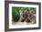 Two Siberian Tiger Cubs-W^ Perry Conway-Framed Photographic Print