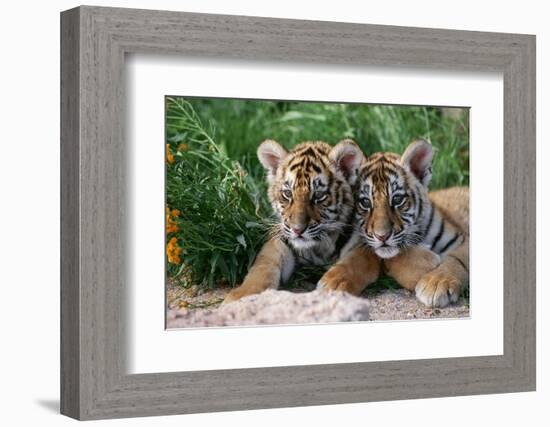 Two Siberian Tiger Cubs-W^ Perry Conway-Framed Photographic Print