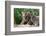 Two Siberian Tiger Cubs-W^ Perry Conway-Framed Photographic Print