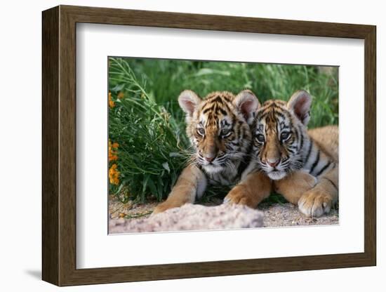 Two Siberian Tiger Cubs-W^ Perry Conway-Framed Photographic Print