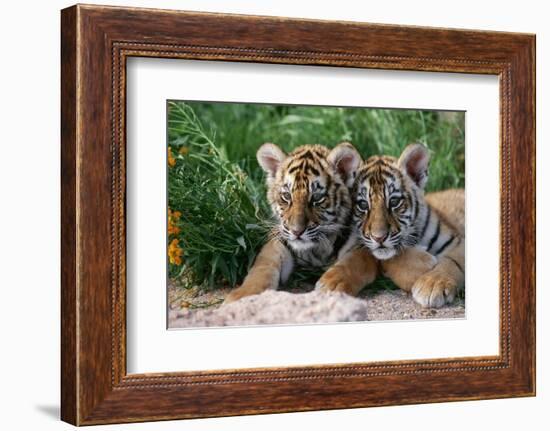 Two Siberian Tiger Cubs-W^ Perry Conway-Framed Photographic Print