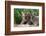 Two Siberian Tiger Cubs-W^ Perry Conway-Framed Photographic Print