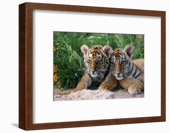 Two Siberian Tiger Cubs-W^ Perry Conway-Framed Photographic Print