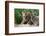 Two Siberian Tiger Cubs-W^ Perry Conway-Framed Photographic Print