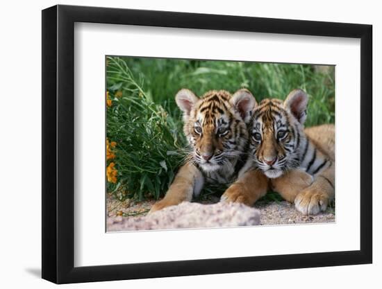 Two Siberian Tiger Cubs-W^ Perry Conway-Framed Photographic Print