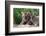 Two Siberian Tiger Cubs-W^ Perry Conway-Framed Photographic Print