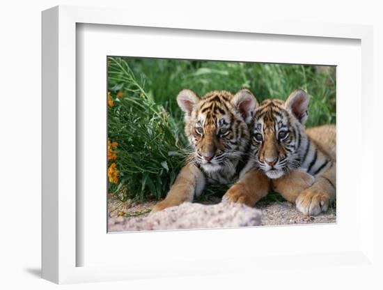 Two Siberian Tiger Cubs-W^ Perry Conway-Framed Photographic Print