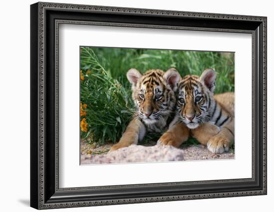 Two Siberian Tiger Cubs-W^ Perry Conway-Framed Photographic Print