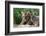 Two Siberian Tiger Cubs-W^ Perry Conway-Framed Photographic Print