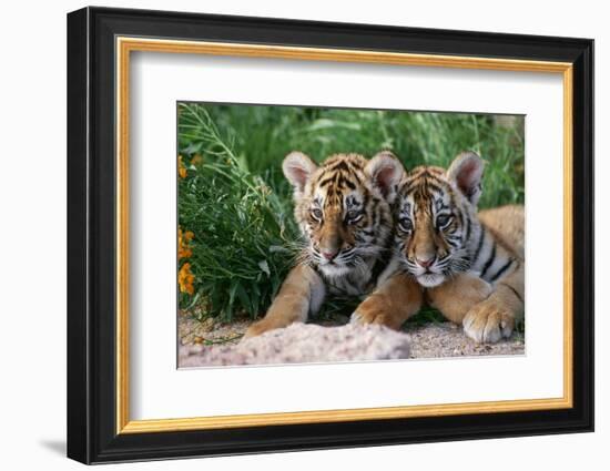 Two Siberian Tiger Cubs-W^ Perry Conway-Framed Photographic Print