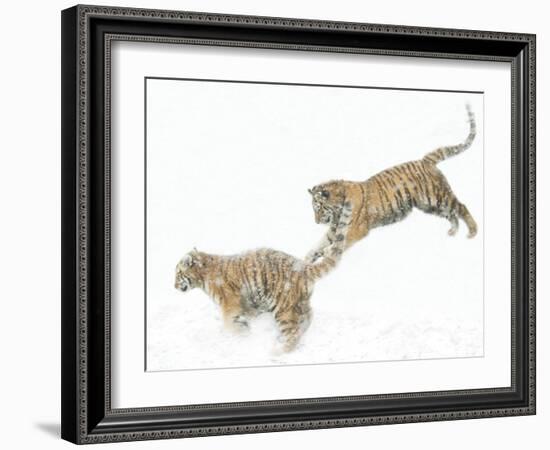 Two Siberian Tigers Leaping in Snow-Edwin Giesbers-Framed Photographic Print