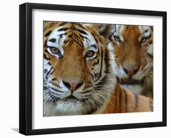 Two Siberian Tigers Portraits-Edwin Giesbers-Framed Photographic Print