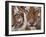 Two Siberian Tigers Portraits-Edwin Giesbers-Framed Photographic Print