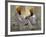 Two Sikhs Priests with Orange Turbans, Golden Temple, Punjab State-Eitan Simanor-Framed Photographic Print