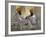 Two Sikhs Priests with Orange Turbans, Golden Temple, Punjab State-Eitan Simanor-Framed Photographic Print