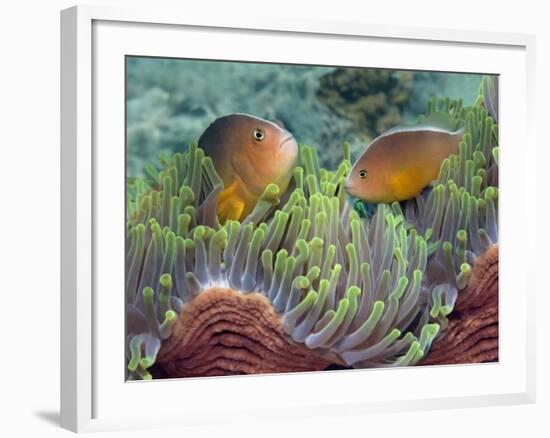 Two Skunk Anemone Fish and Indian Bulb Anemone-null-Framed Photographic Print