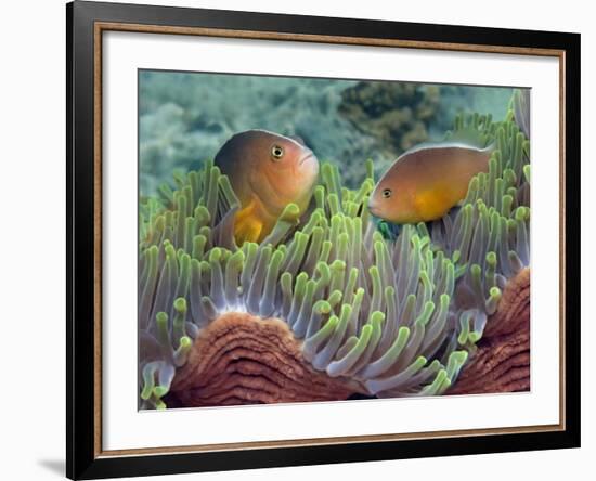 Two Skunk Anemone Fish and Indian Bulb Anemone-null-Framed Photographic Print