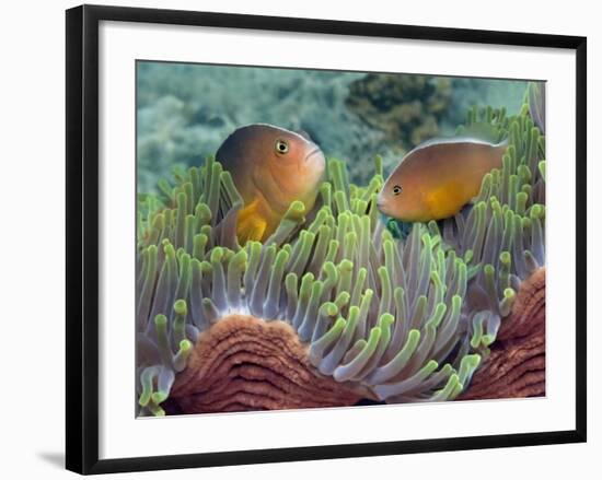 Two Skunk Anemone Fish and Indian Bulb Anemone-null-Framed Photographic Print