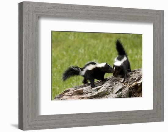 Two Skunks on a Tree Stump-null-Framed Premium Giclee Print