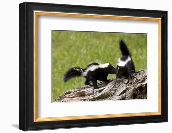 Two Skunks on a Tree Stump-null-Framed Premium Giclee Print