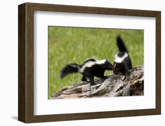 Two Skunks on a Tree Stump-null-Framed Premium Giclee Print