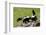 Two Skunks on a Tree Stump-null-Framed Premium Giclee Print