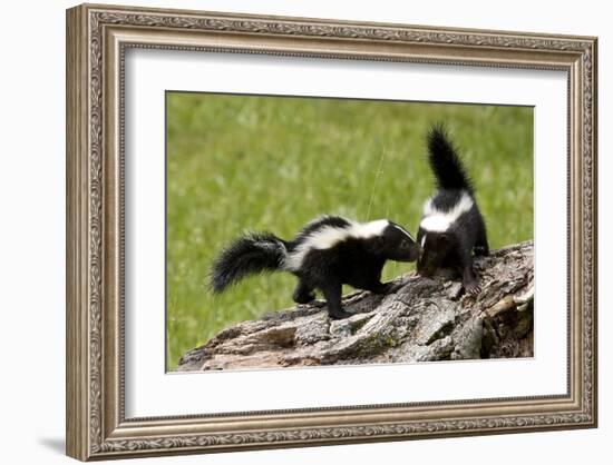 Two Skunks on a Tree Stump-null-Framed Art Print