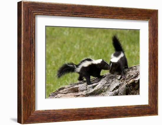 Two Skunks on a Tree Stump-null-Framed Art Print