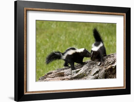 Two Skunks on a Tree Stump-null-Framed Art Print