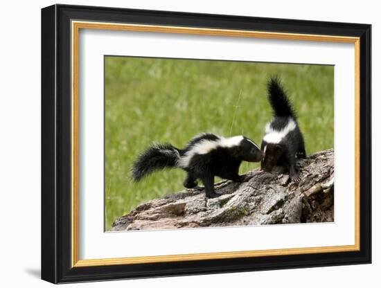 Two Skunks on a Tree Stump-null-Framed Art Print