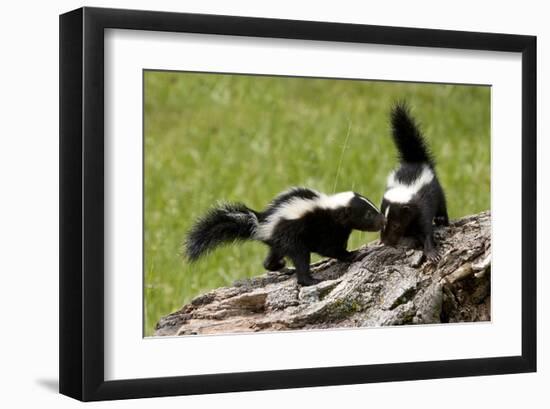 Two Skunks on a Tree Stump-null-Framed Art Print