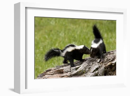 Two Skunks on a Tree Stump-null-Framed Art Print