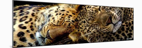 Two Sleepers Cheetahs-Murray Henderson-Mounted Giclee Print