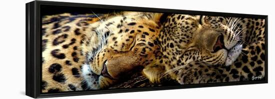 Two Sleepers Cheetahs-Murray Henderson-Framed Premier Image Canvas