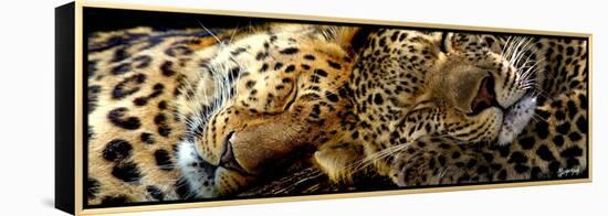 Two Sleepers Cheetahs-Murray Henderson-Framed Premier Image Canvas